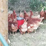 Apartamento Agroturizam Podastrana